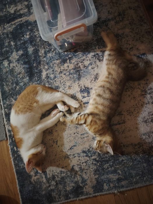 Подарявам женско котенце