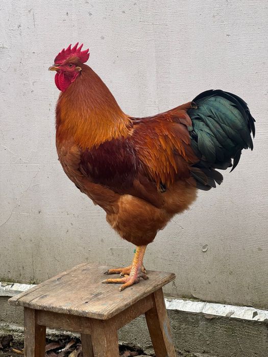 Oua New Hampshire Maro-Auriu pentru incubat