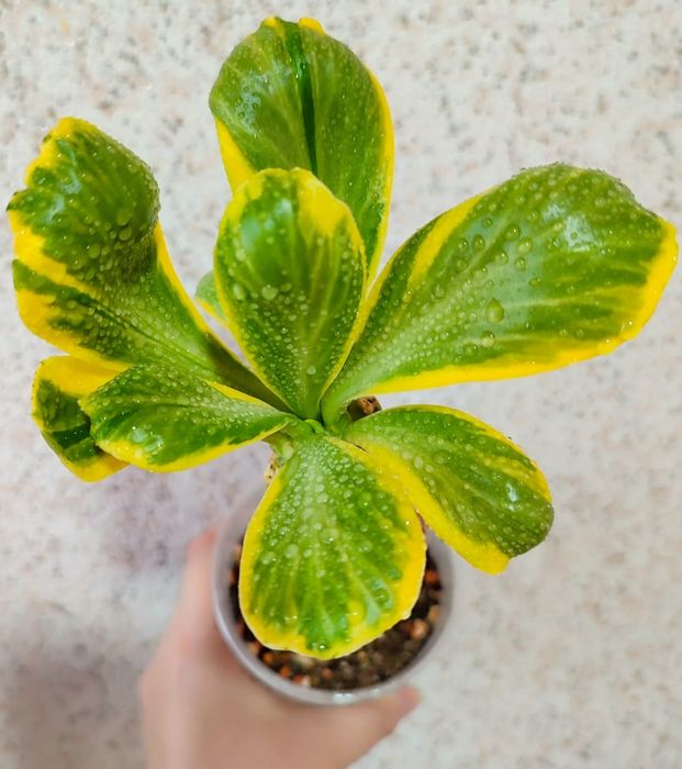 Euphorbia Poisonii Variegated