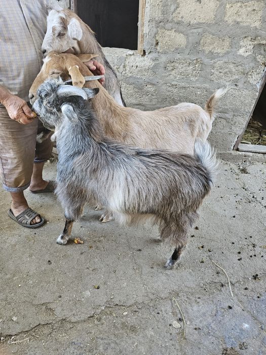 Capre si iezi de vânzare