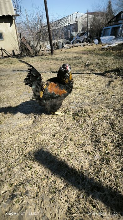 Продам молодых петухов