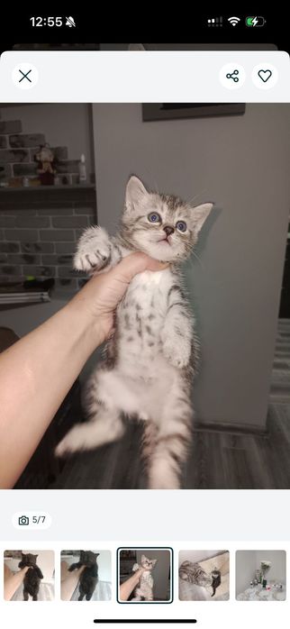 Шотландский прямоухий мальчик