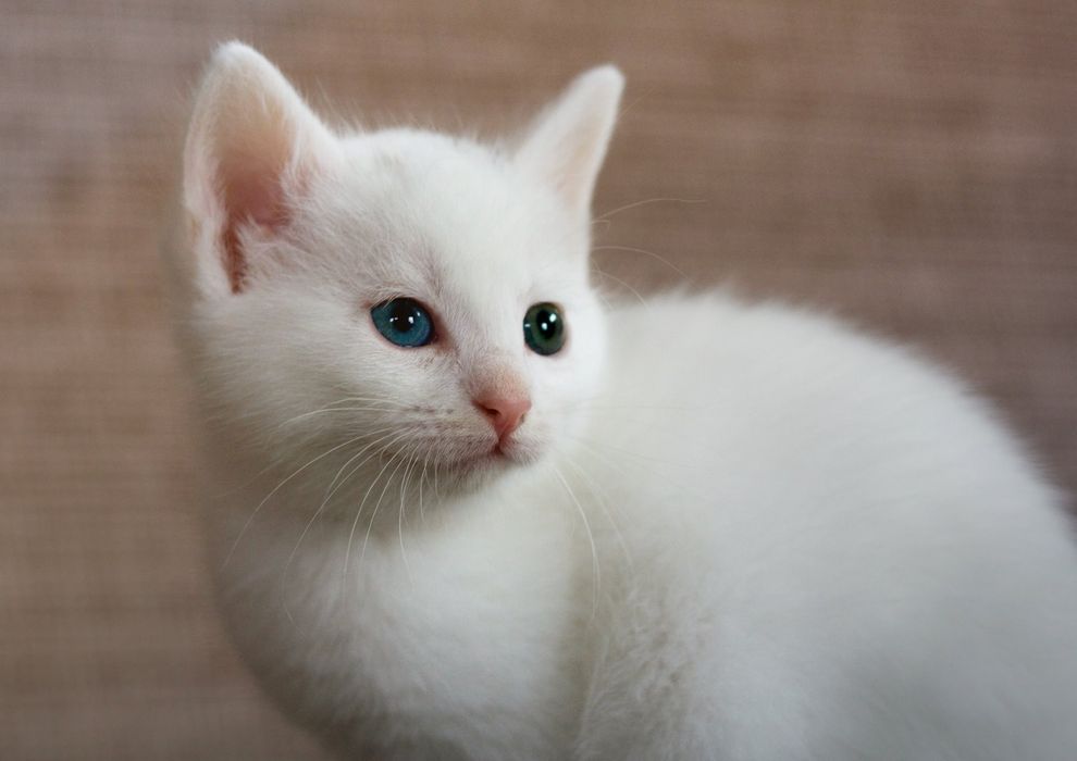 Турецкая Ангора котята
