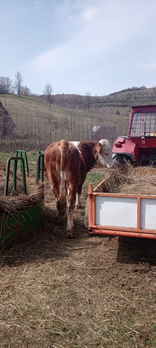 Vand taur de 1 an jumate