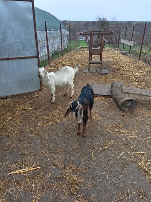 Se vinde anpreuna după Paști,au 3 luni.