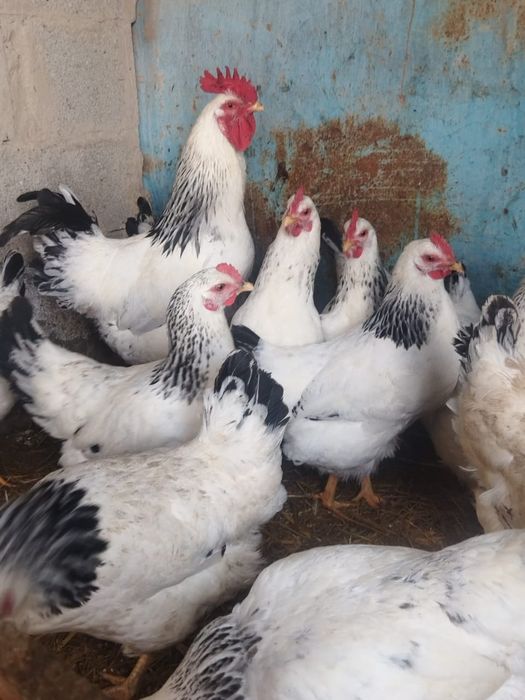 Продам куры домашние
