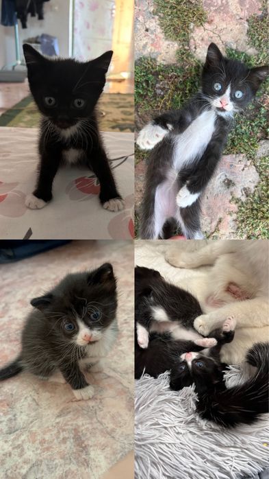 Отдам котят в добрые руки.
