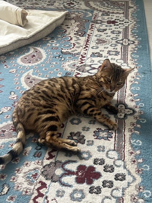 Бенгальская кошка