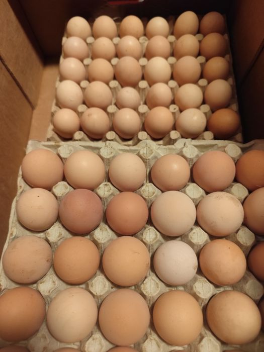 Vând ouă de găină 1-1,5 lei buc