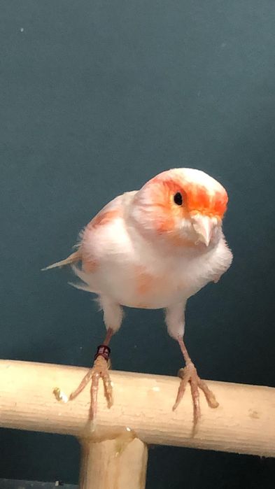 Канарейка (кенор) самец мазайка