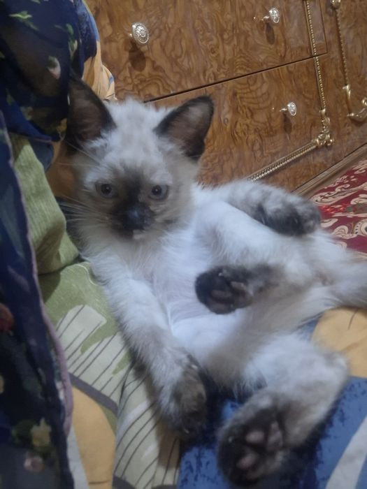 Siyam mushukchasi sotiladi qiz bola 3 oylik sog'lom