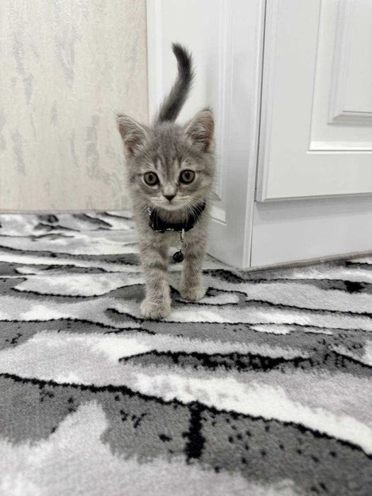 Zotdor Britan mushuk bolasi.