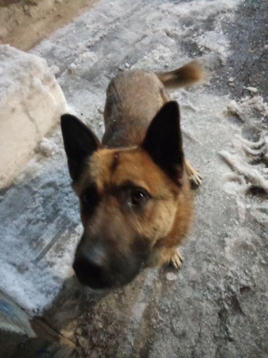 Собака ищет хозяина