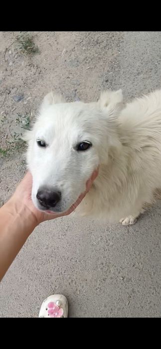 Собака в добрые руки