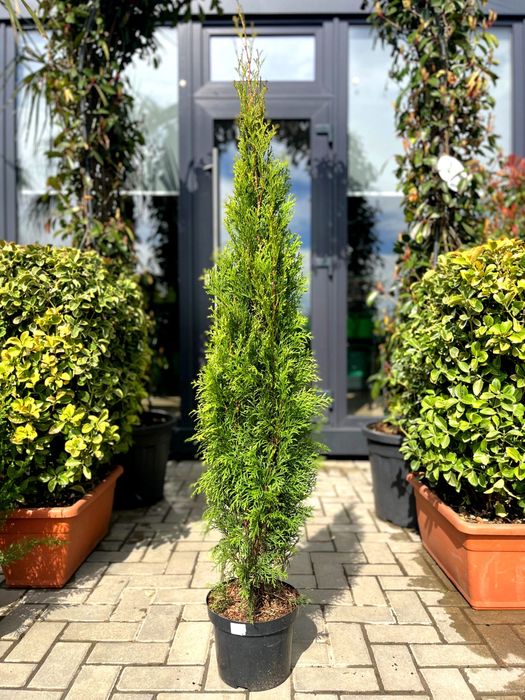 Tuia Smaragd la Ghiveci