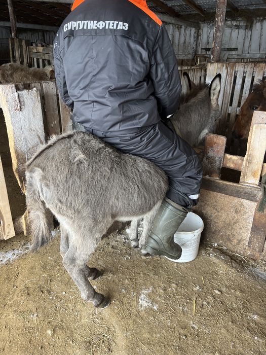 Продам. Продам . Продам .