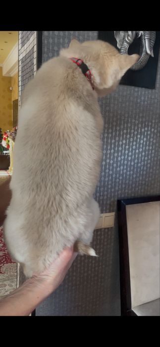 Девочка хаски с голубыми глазками