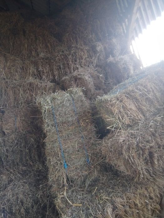 Vind baloți de fân și otavă dreptunghiulari .