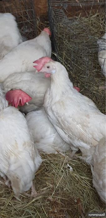 Куры несушки молодые , яйценоскость отличная