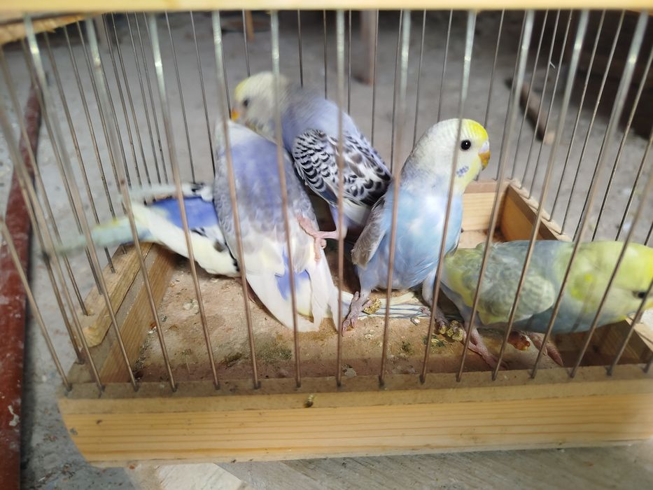 Продается радужные волнистые попугаи