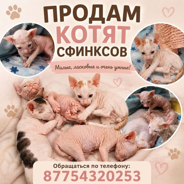 Продам котят сфинксов