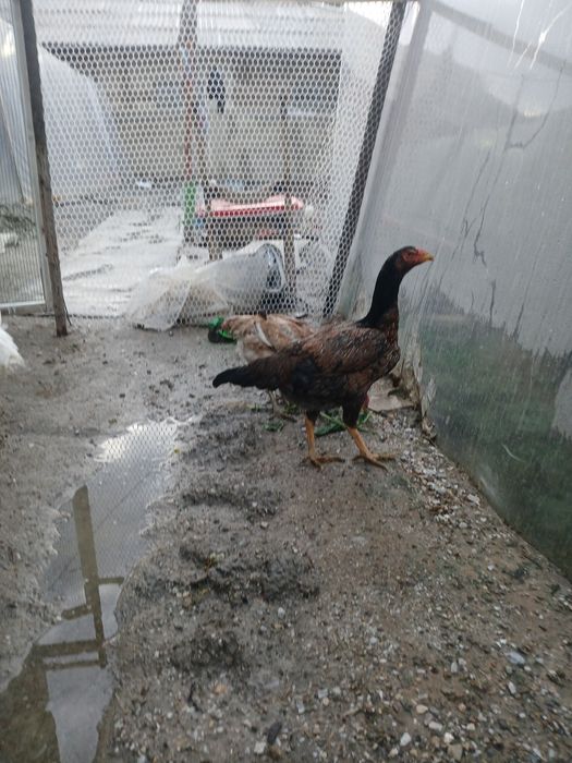 Dakan tovqlar sotiladi narxi 200000dan