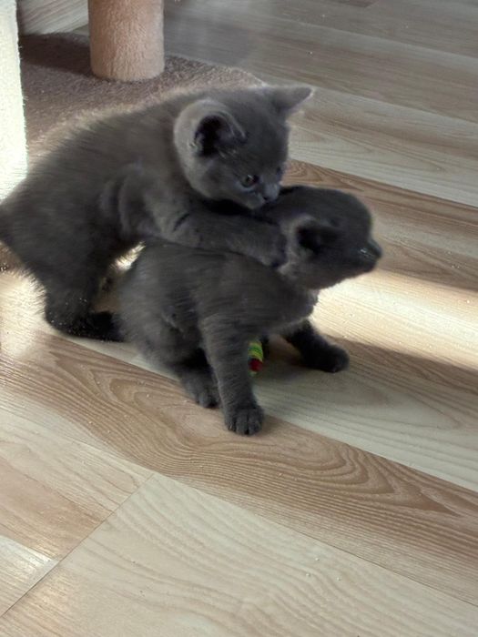 Vanz pui  british shorthair