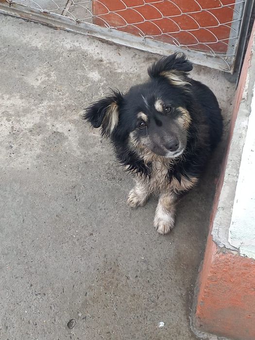 Собачка маленькая девочка