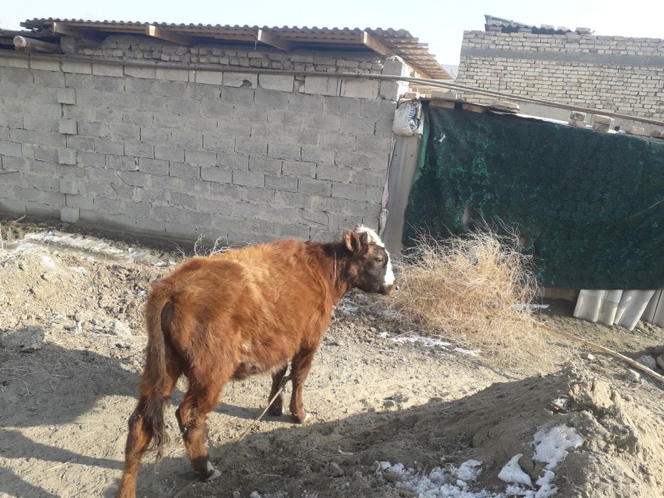 Букача сотилади 4200. сум