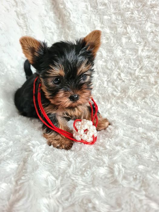 Продам щенков Йорка Каспий рассрочка