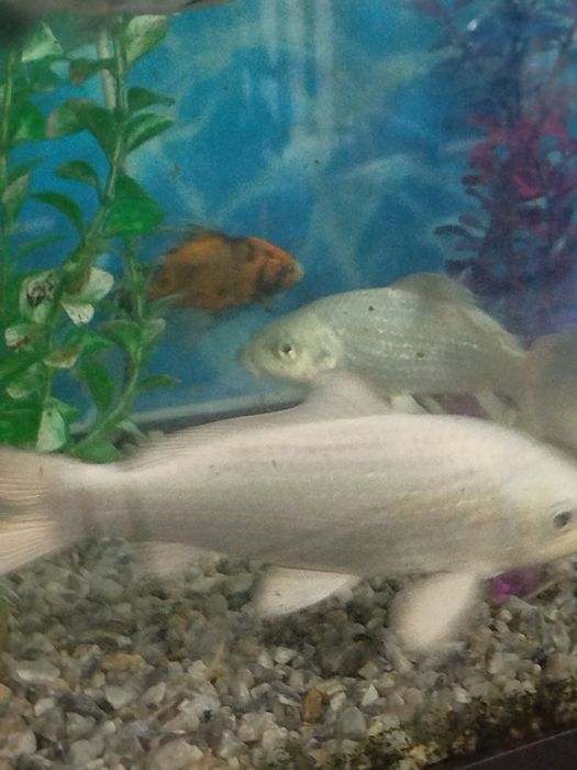 Мирни акула 35 см.Коя  30 см сотилади