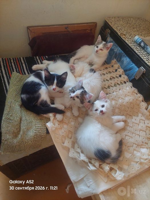 Котята в добрые руки