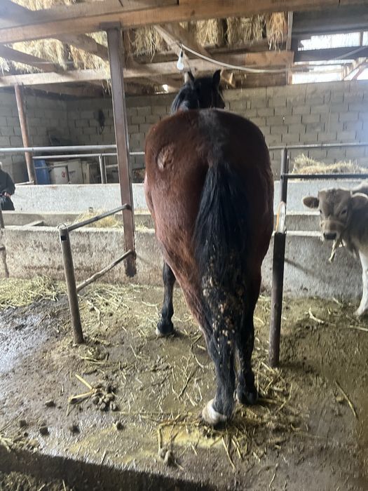 Продам жеребца  обучегый