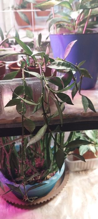 Продам цветок хойя