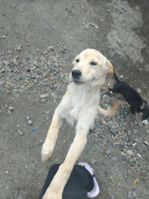 Отдам щенка девочку