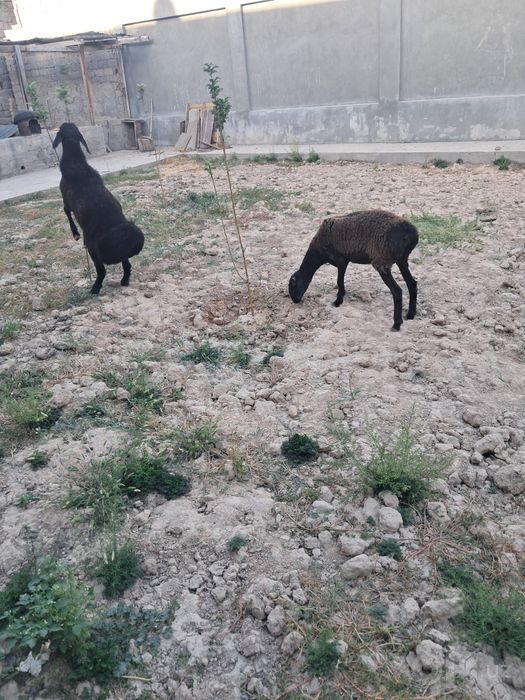 Husori qo'yla sotiladi !