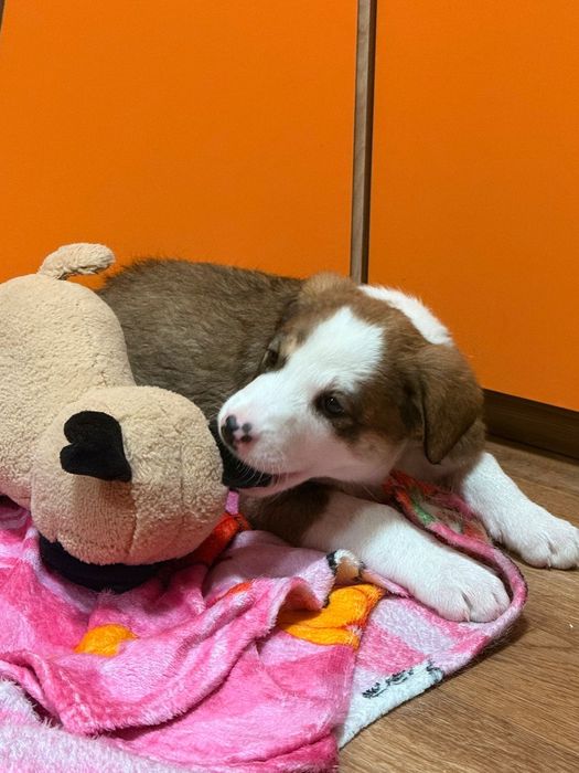 Пристраивается  щенок