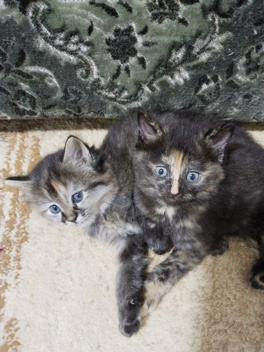 Котята домашние чистые без блох