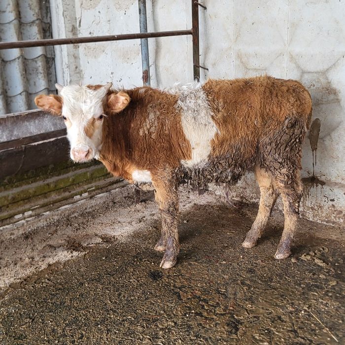 Продам 5 голов бычков