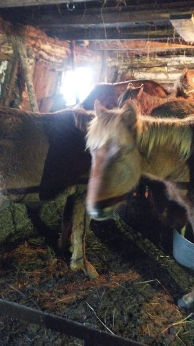 Продам жеребят,        т.