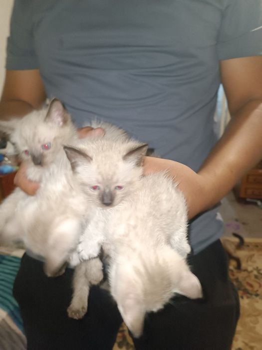 Отдам даром котят таек в добрые руки