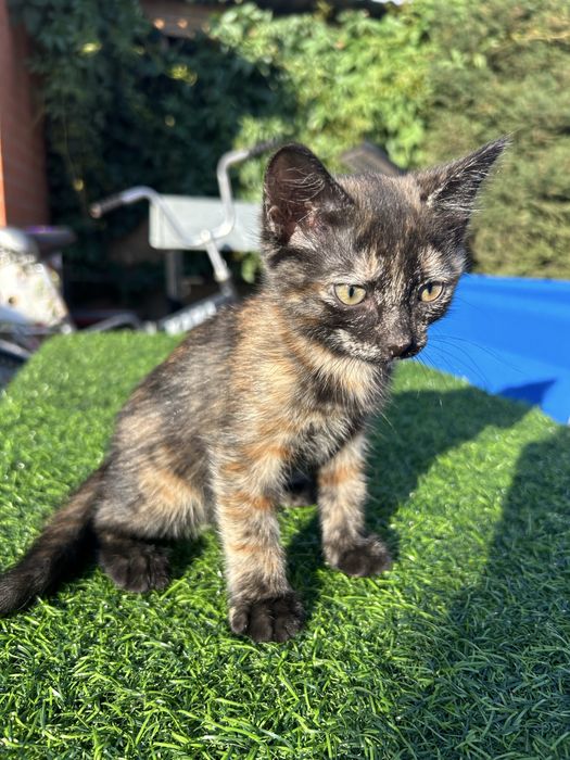 Дарим котят 2 месяца
