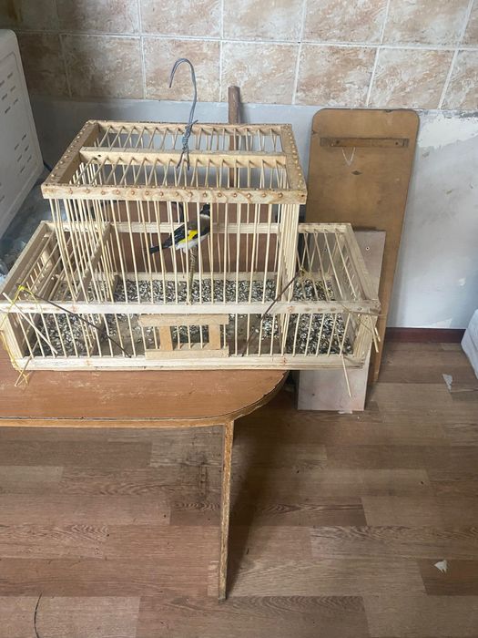 Щегол и канарейка