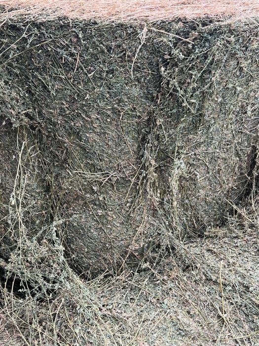 Baloti lucerna 160x120