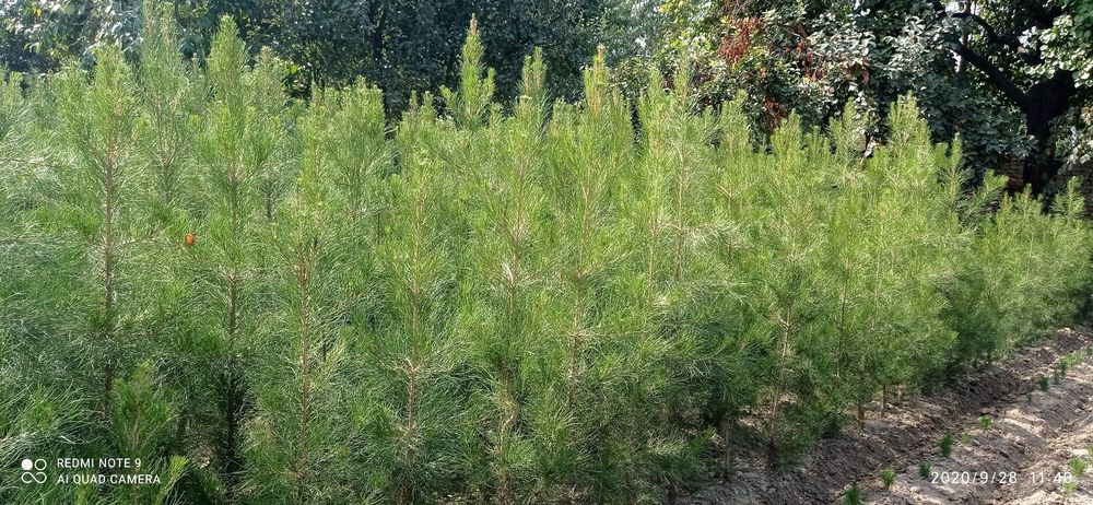 Сасна элдарски  ва зелёный забор учун арча