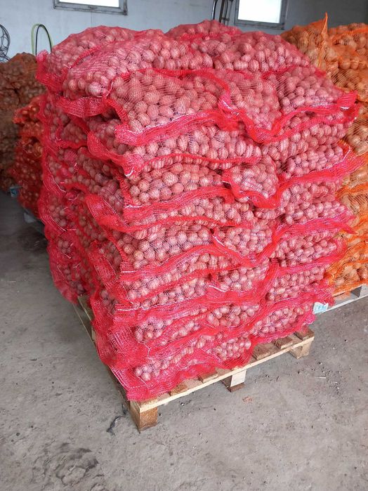 Vand sămânță de cartof