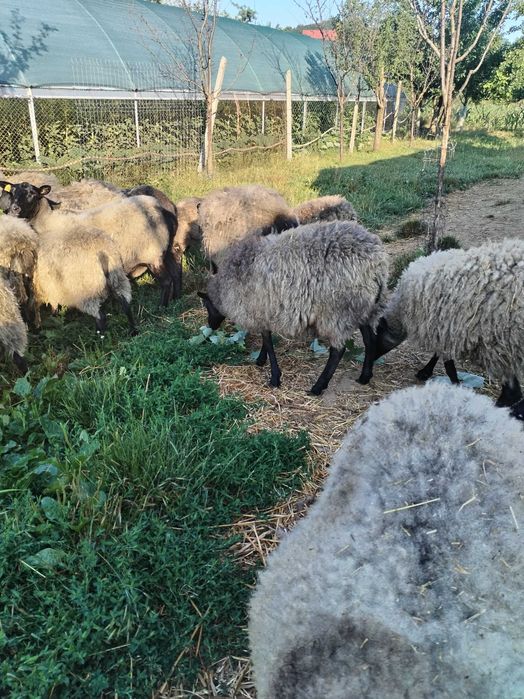 Mielute Romanov gata pentru monta, vârsta 5 luni 0731634515