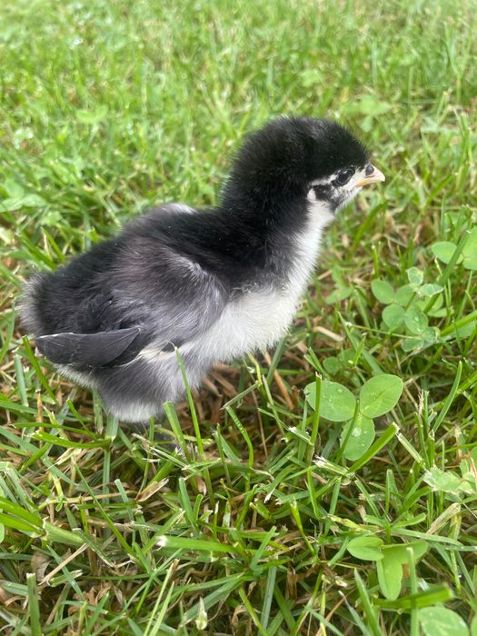 Vând puisori de găină rasa Australorp negru/ Wyandotte Gsg/Wyandotte auriu albastru