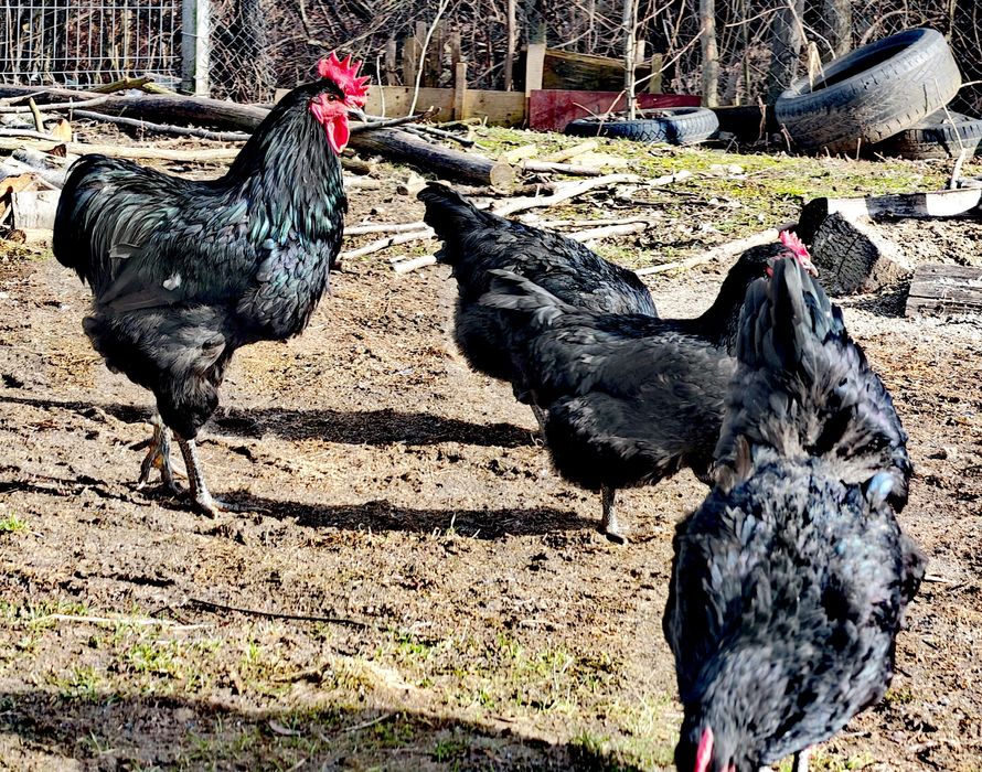 Jersey giant - familii