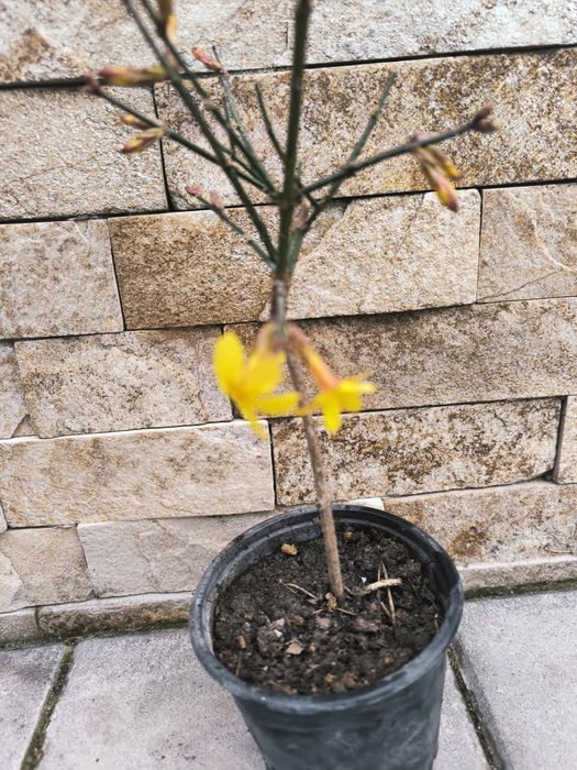 Банан Муса студоустойчив Глициния Вистерия Текома Лоницера